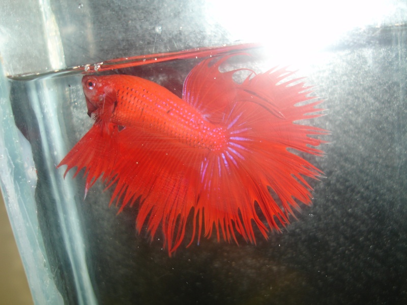 Nouvelle femelle CT Betta_32