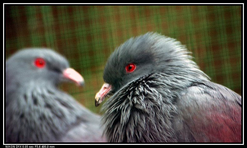 le NOTOU  le pigeon gant de Nouvelle Caldonie 23738910