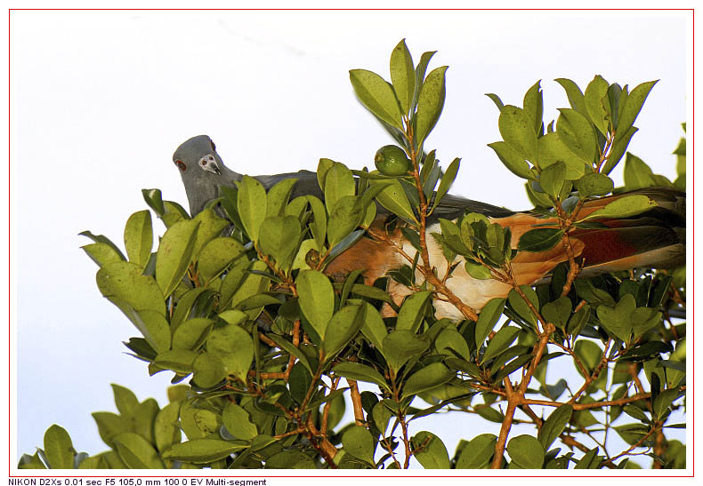 le NOTOU  le pigeon gant de Nouvelle Caldonie Dsc00011