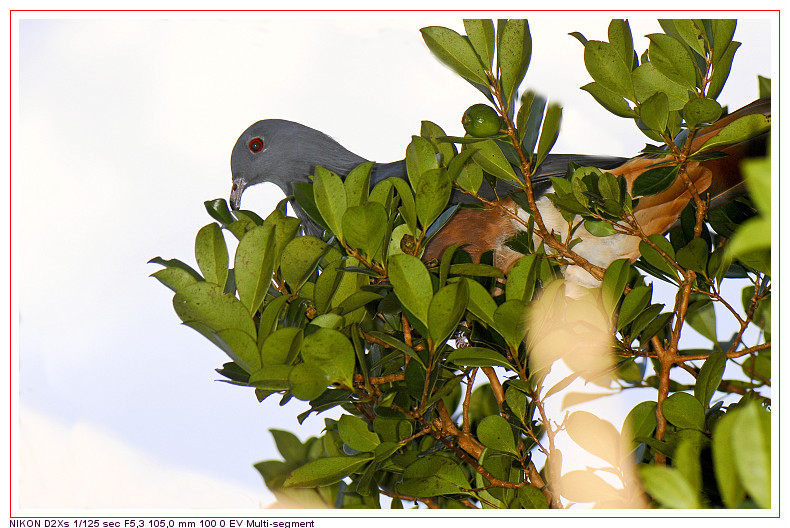 le NOTOU  le pigeon gant de Nouvelle Caldonie Dsc00012