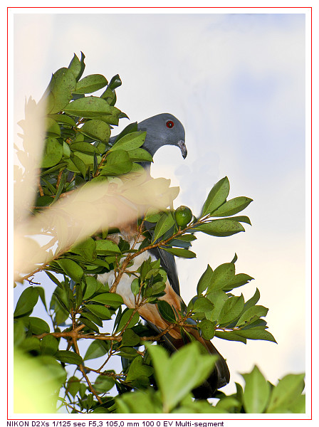 le NOTOU  le pigeon gant de Nouvelle Caldonie Dsc00013