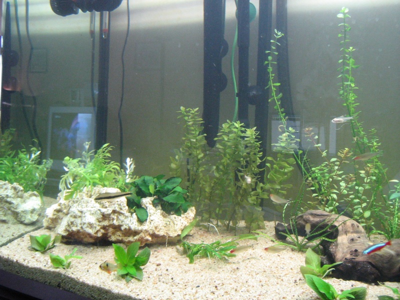 Nouvel Ex aquarium Amazonien - The End... Img_0923
