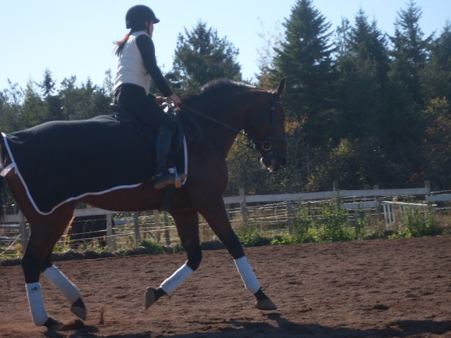 Journal de bord pour cav/chevaux ne pas dans STAR AC ! - Page 11 15710