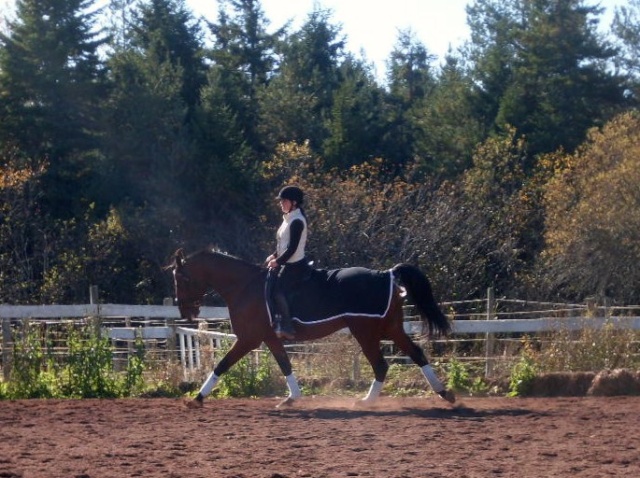 Journal de bord pour cav/chevaux ne pas dans STAR AC ! - Page 11 22110