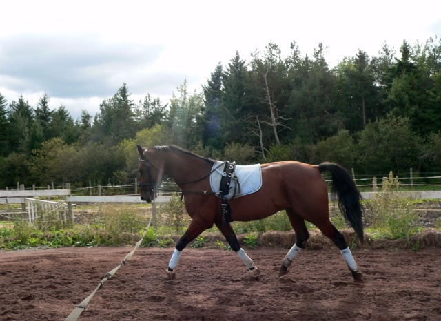 LONGER son cheval - pourquoi et comment ! - Page 23 Sept_211