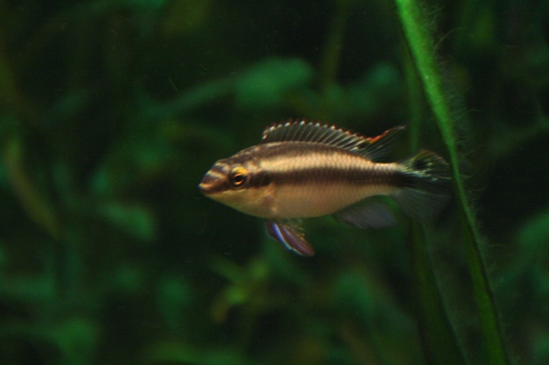 Gestion d'une population de pelvicachromis pulcher Img_6711