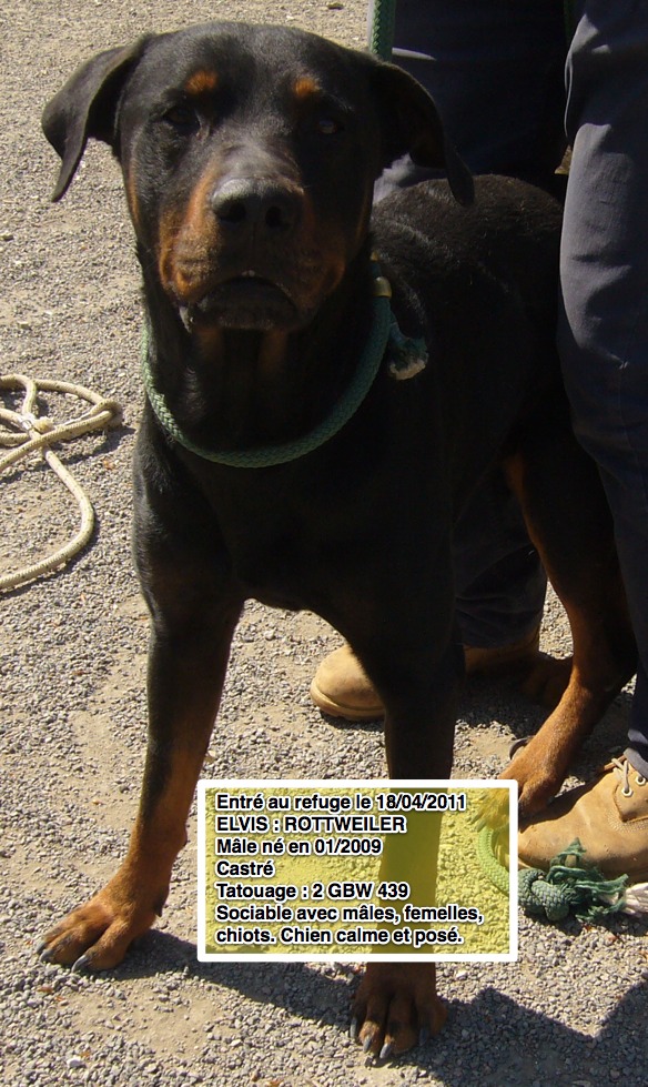 ELVIS Rottweiller 2GBW439 réservé Elvis211