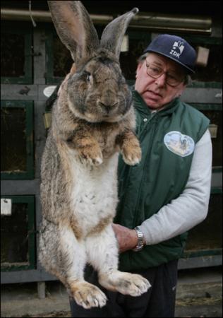 Le Geant Des Flandres