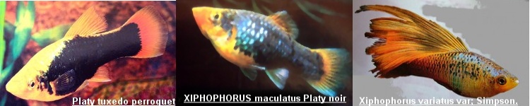 Savoir tout sur les Platys et leurs formes P_bmp10