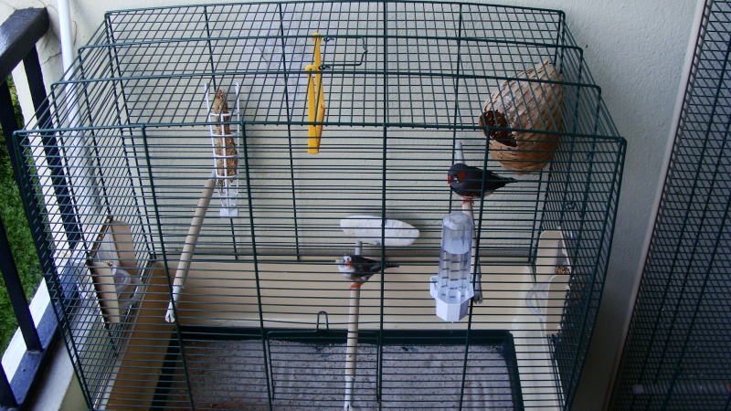 Nouvelle cage Dsc03511