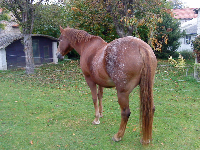 les futurs poulains de 2011 Dsc00410