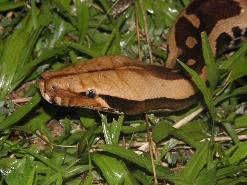 Borneo - Sabah 2010 P7220322