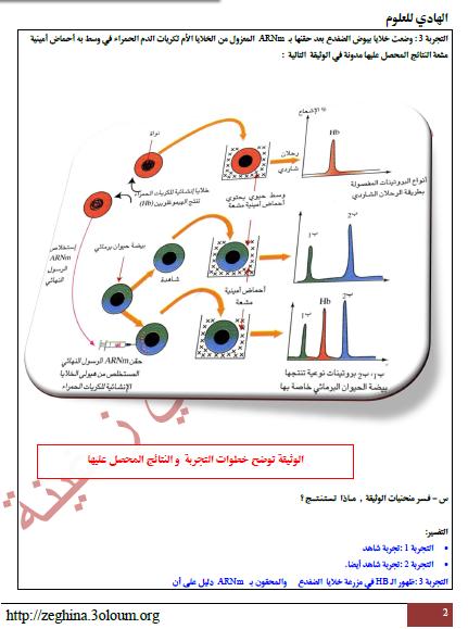 الوحدة 01: تركيب البروتين.الحصة التعليمية: 02 : انتقال المعلومة الوراثية                   2211