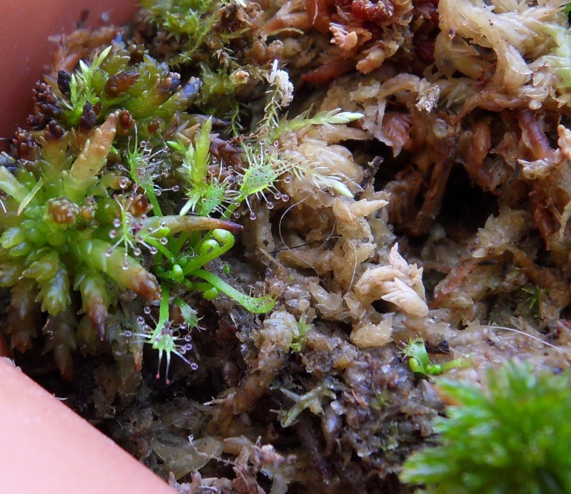 Bouture drosera X anfil, filiformis, beleziana. Sdc12519