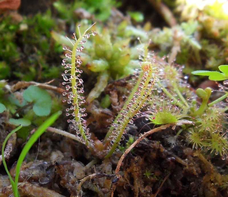 Bouture drosera X anfil, filiformis, beleziana. Sdc12520