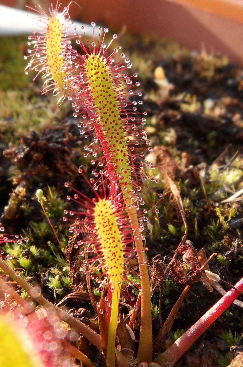 Drosera Anglica f.giant (Klein) Sdc12522