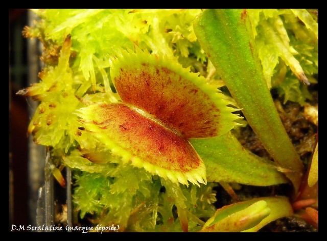 Dionaea "Scarlatine" Sdc14134