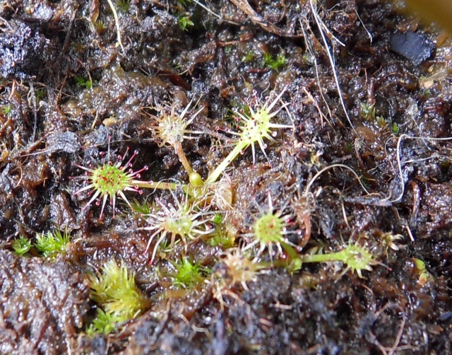 Semi de drosera Linearis Sdc14225