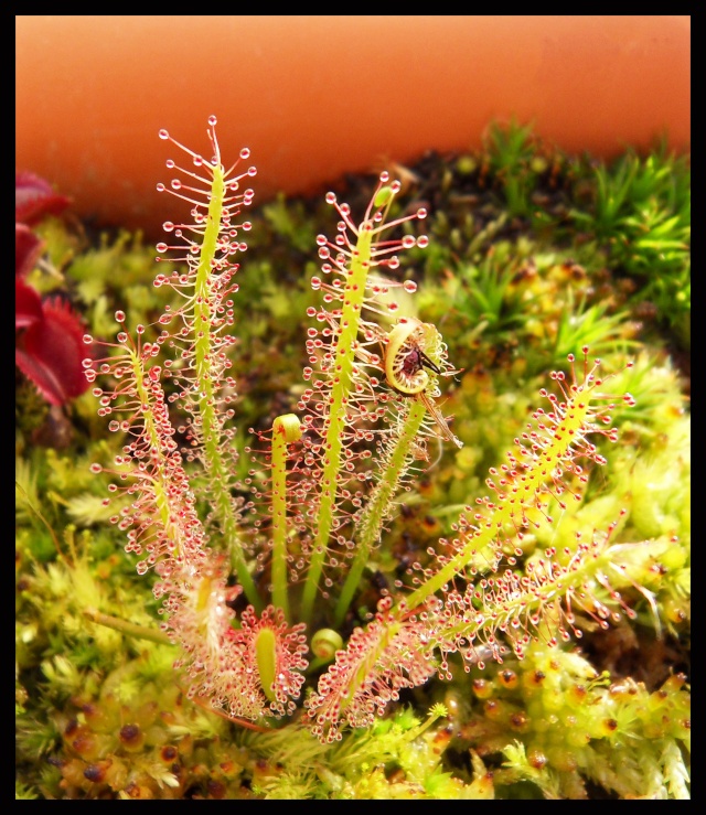 Drosera Filiformis X Rotundifolia Sdc14311