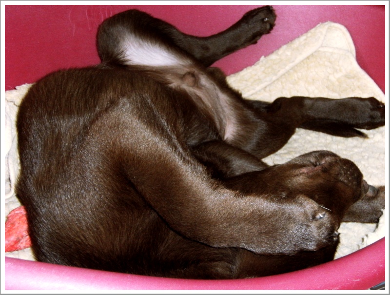 Résultat du concours photos : "Mon chien dort dans des positions acrobatiques..." Dodo10