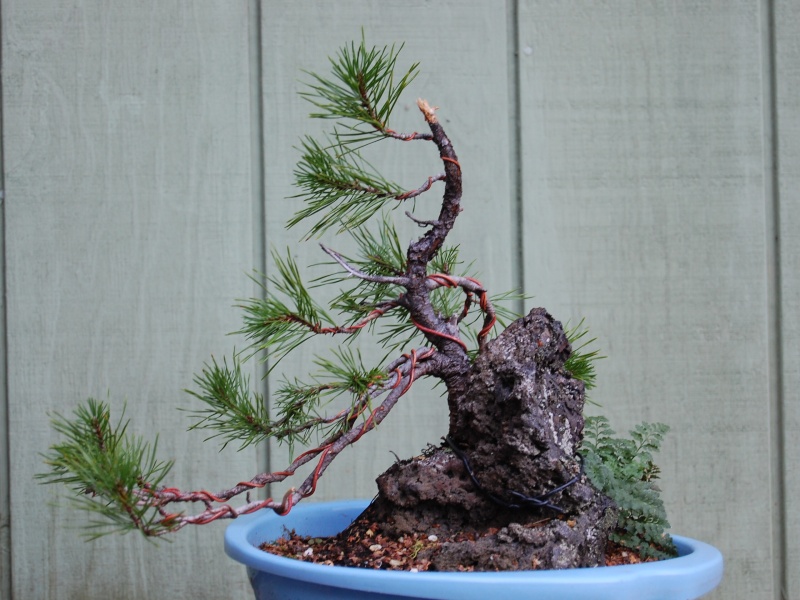 Yamadori pine; 2007-2010 2007-110