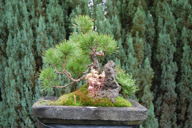 Yamadori pine; 2007-2010 Sep10_10