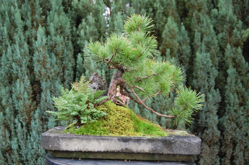 Yamadori pine; 2007-2010 Sep10_12