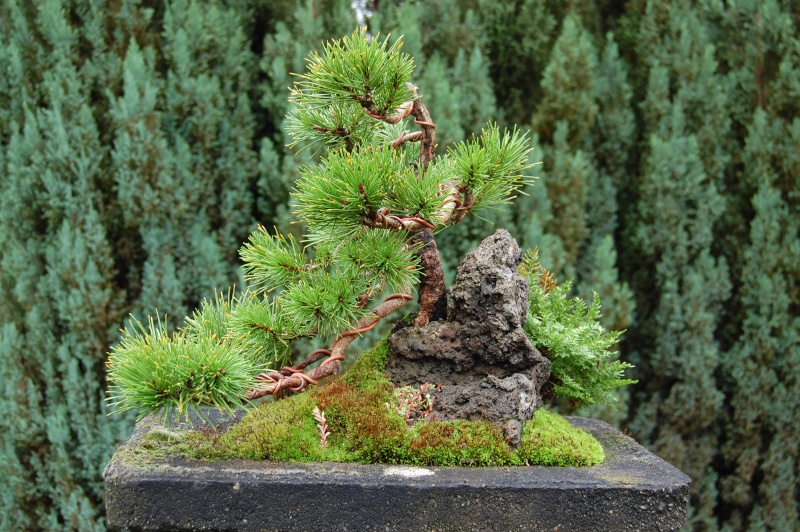 Yamadori pine; 2007-2010 Sep10_14