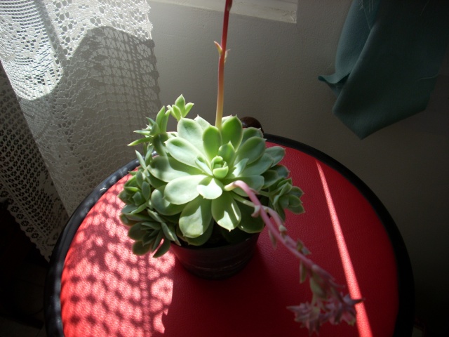 Echeveria en fleur  20110419