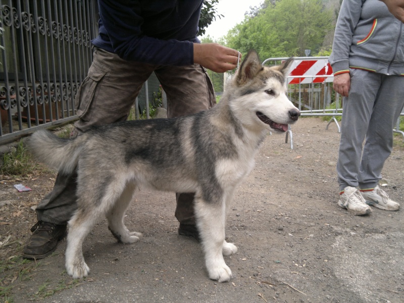 Urge dog trekking centro italia - Pagina 3 04710