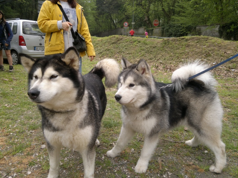 Urge dog trekking centro italia - Pagina 3 04910