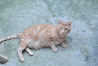 Roméo, magnifique chat roux d'un an (adopté) Img_8210