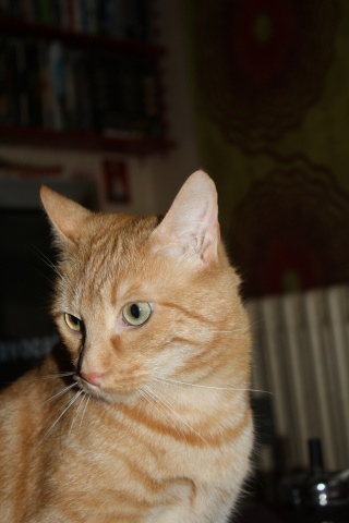 Roméo, magnifique chat roux d'un an (adopté) Img_8312