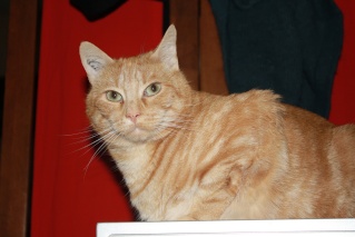 Roméo, magnifique chat roux d'un an (adopté) Img_8410
