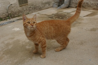 trouvée : chatte rousse tigrée=> a retrouvé sa maison Imgp5810