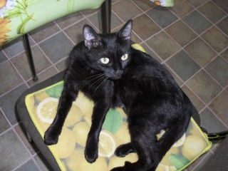 REGLISSE (Gélule), née en 2009, petite chatte noire adorable Sam_1811