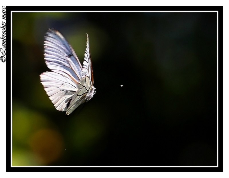 papillon en vol Papill12