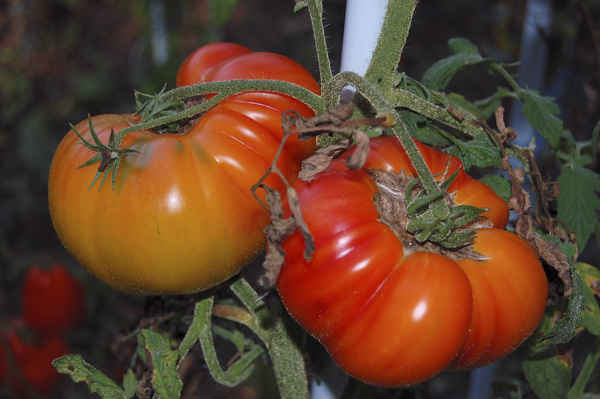 enfin les tomates  - Page 2 Dsc_0619