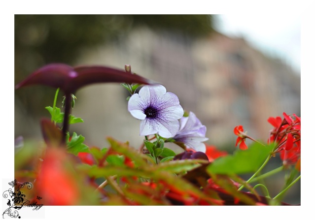 Les belles fleurs d'Alsace Dsc_0010