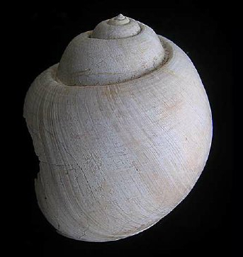 Coquille fossile inconnue ? Ampull10