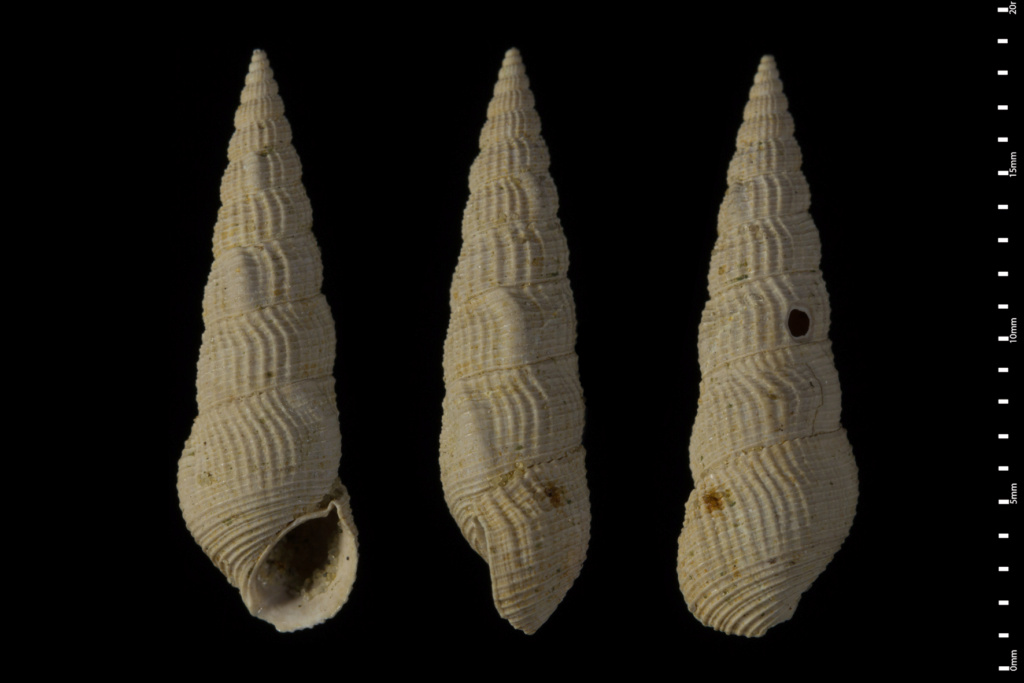 Cerithiidae - † Hemicerithium incommodum (Deshayes, 1864) ??? Diasto10