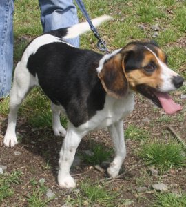 BOBINE, type beagle, 3 ans, Refuge de Romagné (35) Bobine10
