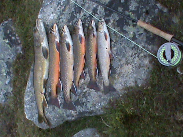 quel que truite et saumon de chasser pêcher avec des pros  Dsc00012