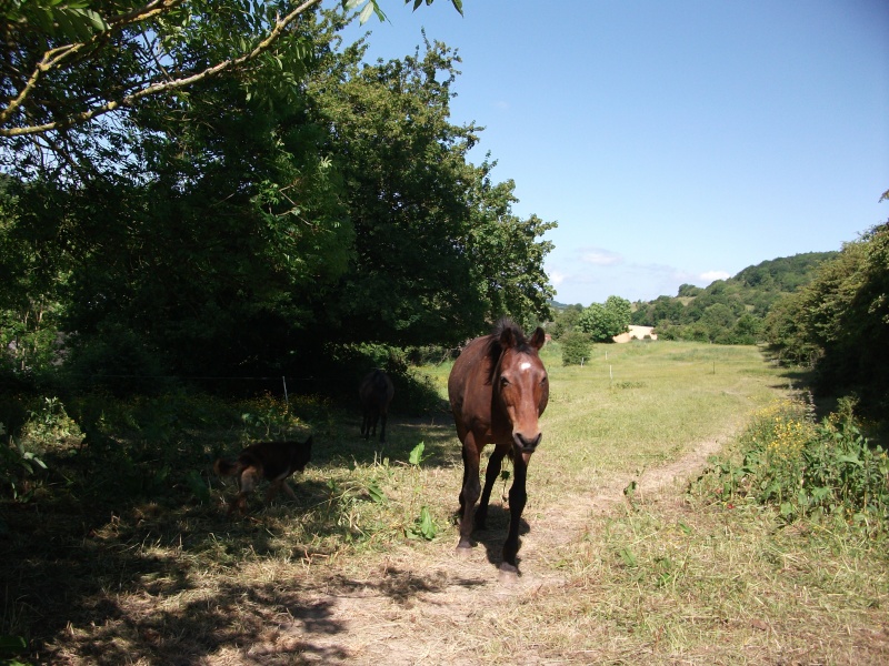 sauvetage 2 chevaux Hongre10