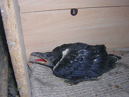 Corbeau pie ( Corvus albus) (2011) Corbea20