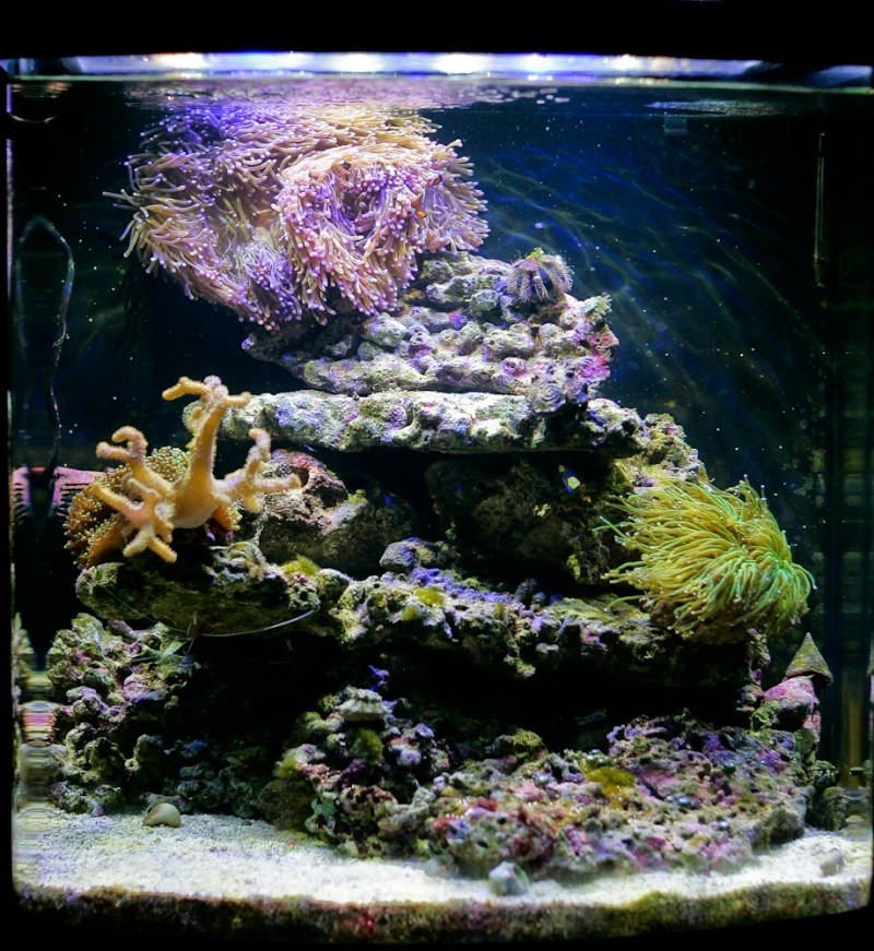 Mon ancien récifal ... _h4r5811