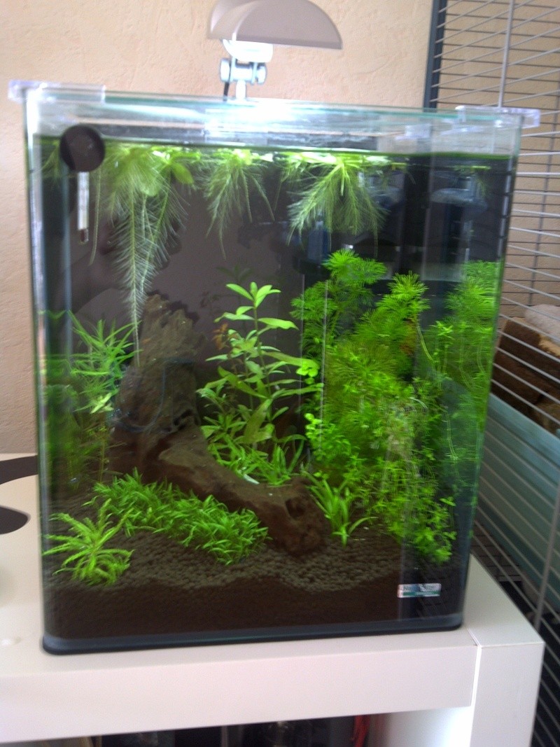 Plantes qui pourrissent ? Rennes23