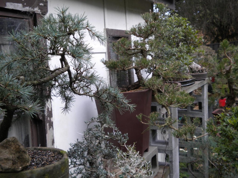 Spring bonsai cleaning Dscn1416