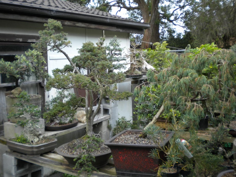 Spring bonsai cleaning Dscn1511