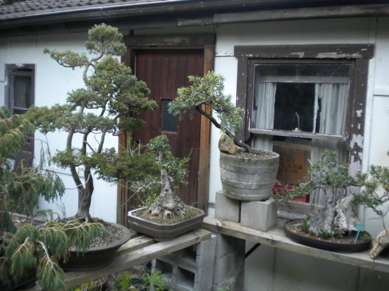 Spring bonsai cleaning Dscn1514